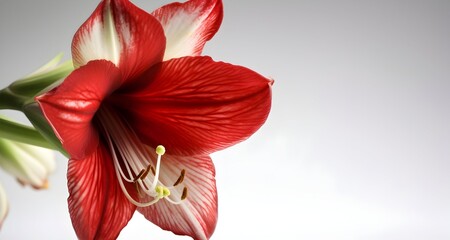 macro shot of red amaryllis flower isolated on light gray background with copy space.  - obrazy, fototapety, plakaty