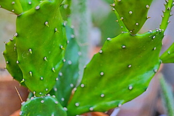 Opuntia monacantha opuncja kaktus