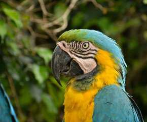 blue and yellow macaw