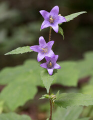 A photo of nettle-leaved bellflower