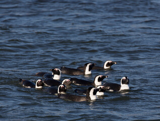 A photo of African penguins swimming
