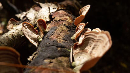 mushroom in the forest