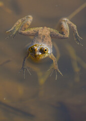 frog in water