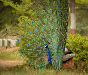 Fototapeta premium peacock with feathers
