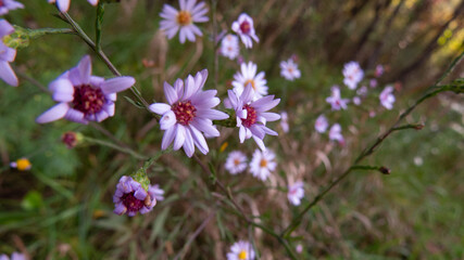Obraz premium flowers in the field