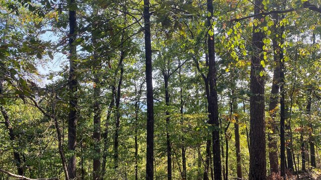 trees in the woods