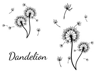 Abstract background dandelion design for decoration design.