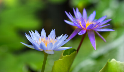 Lotus flower -blue water lily flowers