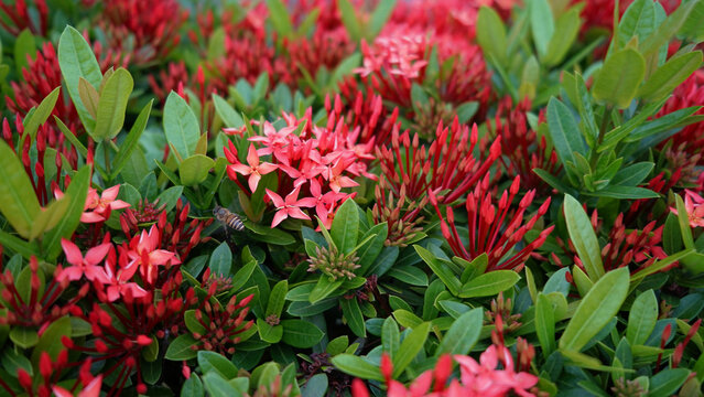 red rauwolfia flowers, bushes close-up, beautiful background