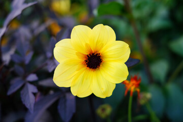 View of a yellow dahlia flower with bronze foliage growing in the fall garden