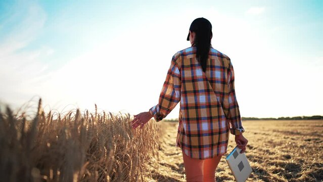 Rear view of young woman farmer walking across field and running her hand through golden ears of wheat harvest. Agronomist holds ears of wheat, check quality of wheat grain. Agriculture food industry.