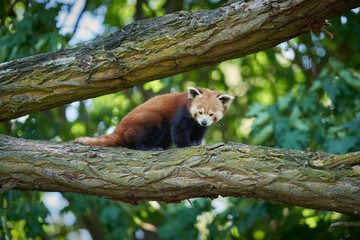 scheuer Baumpanda, Ailurus fulgens, auf einem Baumstamm im Tierpark