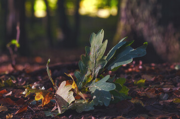 On the forest floor