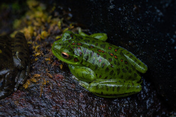 macro photograph of a small green frog after the rain