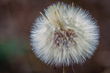 macro photography of wild dandelion flower