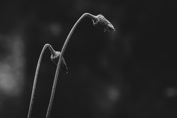 black and white macro photography of wildflowers