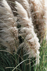 Close up photo of pampas grass, garden or home decoration concept.