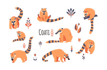 Set Nosua, or coati, common in both American continents. Vector illustration isolated on white background