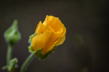 macro photograph of a yellow wildflower bud
