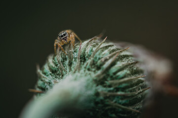macro photograph of small jumping spider on a flower