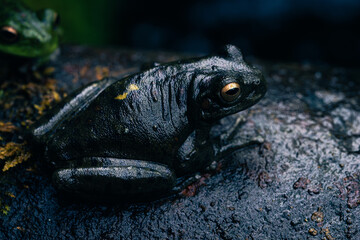 macro photograph of a small black frog