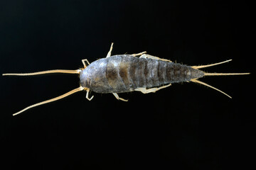 Silverfish (Lepisma saccharina), adult. Isolated on a black background. Top view.