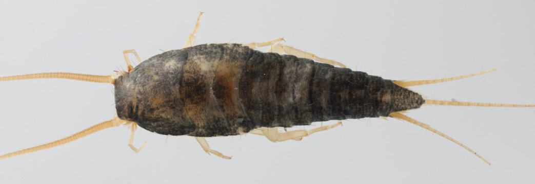 Primitive pest insect silverfish Lepisma saccharina. Isolated on a gray background.  Top view.
