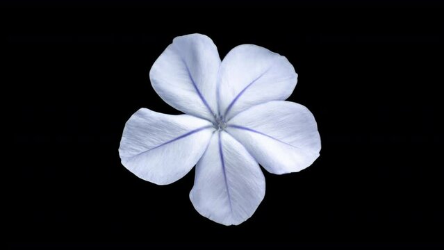 flower cutout on plain background