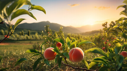 Fresh peach in the field and plantation under the sun light. Created using generative AI. - obrazy, fototapety, plakaty