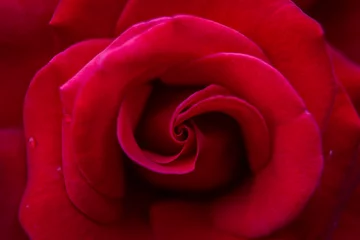 Deurstickers red rose close up © Gary