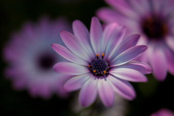 close up of pink daisy