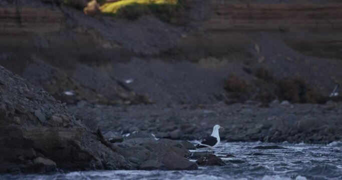 seagull sitting on the riverbank waiting for a meal