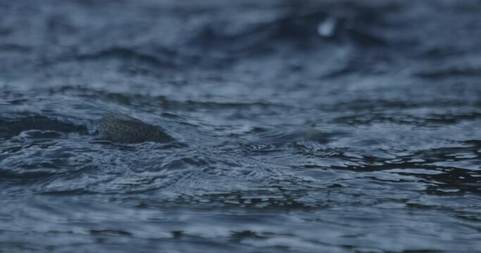 Close up slow motion of a huge rainbow trout swimming in a river