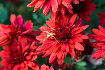chrysanthemums