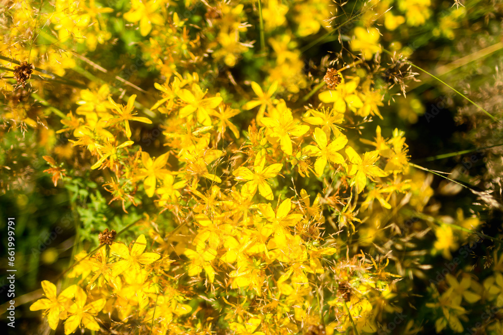 Wall mural st. john's wort flowers..