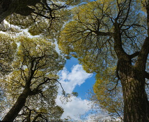 Russia. Moscow Pokrovskoe-Streshnevo Park. View of the translucent crowns of relict willows, similar to lace tulle, on the overgrown shores of park ponds.