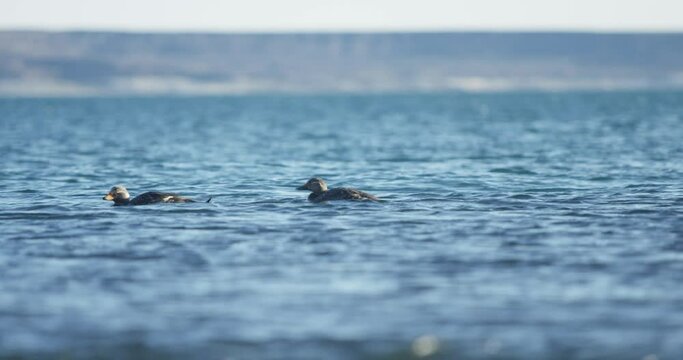 ducks swimming on a lake with no people