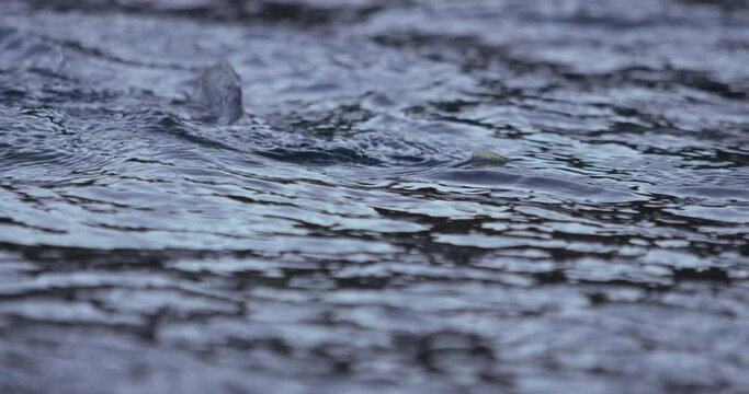 close up slow motion of a trout swimming up river