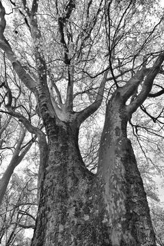 Large tree in the nature park