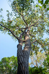 Eucalyptus tree in a tropical forest, Madagascar