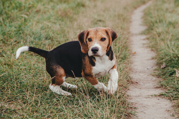 young Beagle breed dog puppy playing outside