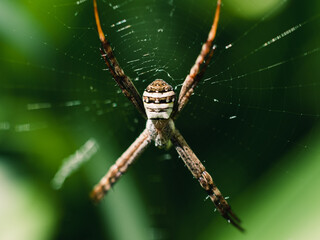 spider on a web