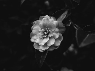 Fototapeta na wymiar Camellia flower