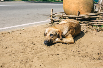 Homeless dog sidles on the street