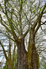 Nature Big old tree with sprouts spring forest - 662002104