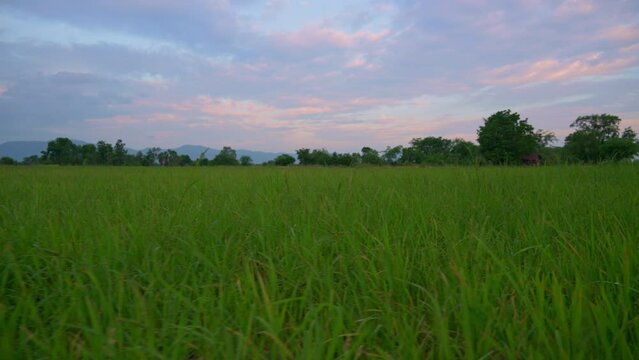 Rice field - young rice tree in rice field, beautiful at sunset, in rural area of Thailand