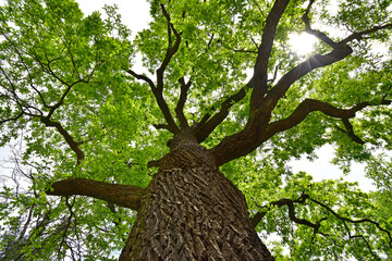 Nature oak tree green forest - 662002505