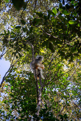 Cute Diademed sifaka (lemur). Endangered very rare endemic animal in natural forest habitat, Madagascar