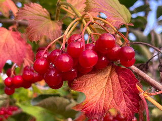 Viburnum berries in the garden