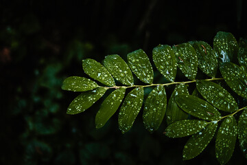 leaves
